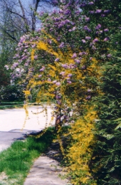 Tree in blossom