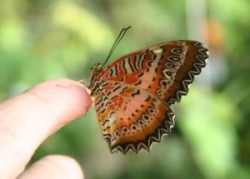 Exotic butterflies in Prague Botanical Garden