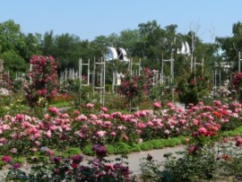 Rose garden in Petrin