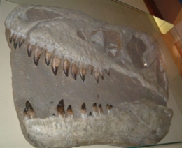 Prehistoric section in the National Museum