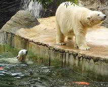 Bears in Prague ZOO