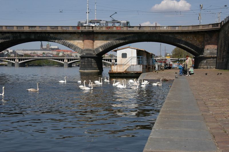 Playing with the swans