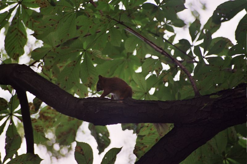 Squirrels in Petrin Park