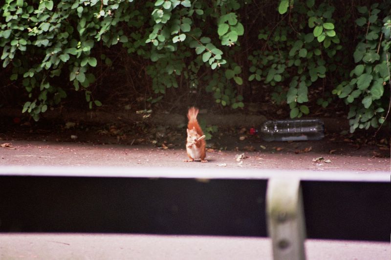 Friendly squirrlel playing n Petrin park