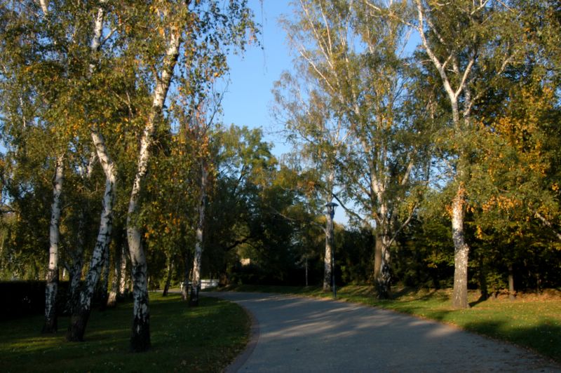 Birch trees at Petrin