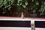 Friendly squirrlel playing n Petrin park