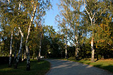 Birch trees at Petrin