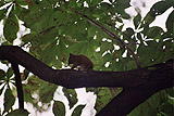 Squirrels in Petrin Park