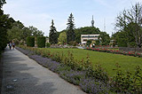 Rose Garden in the spring