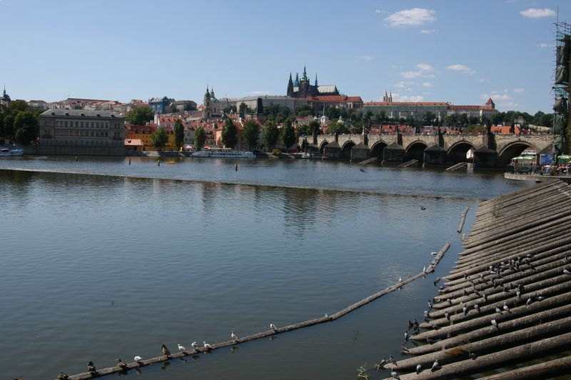 Pigeons and the Charles Bridge