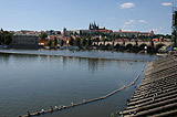 Pigeons and the Charles Bridge