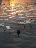 Swans on the Vltava