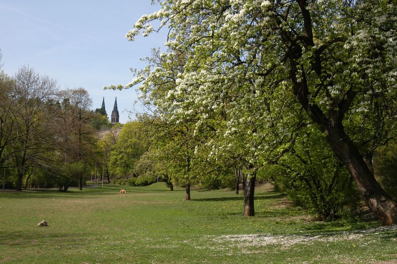 Bloomed cherry tree at Vysehrad