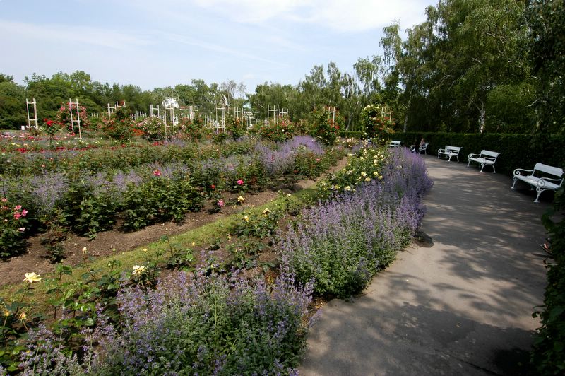 Rose park at Petrin Hill