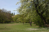 Bloomed cherry tree at Vysehrad