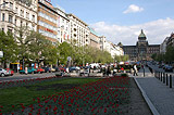 Red tulips at Wenceslas Square