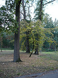 Stromovka got its name after many trees in there